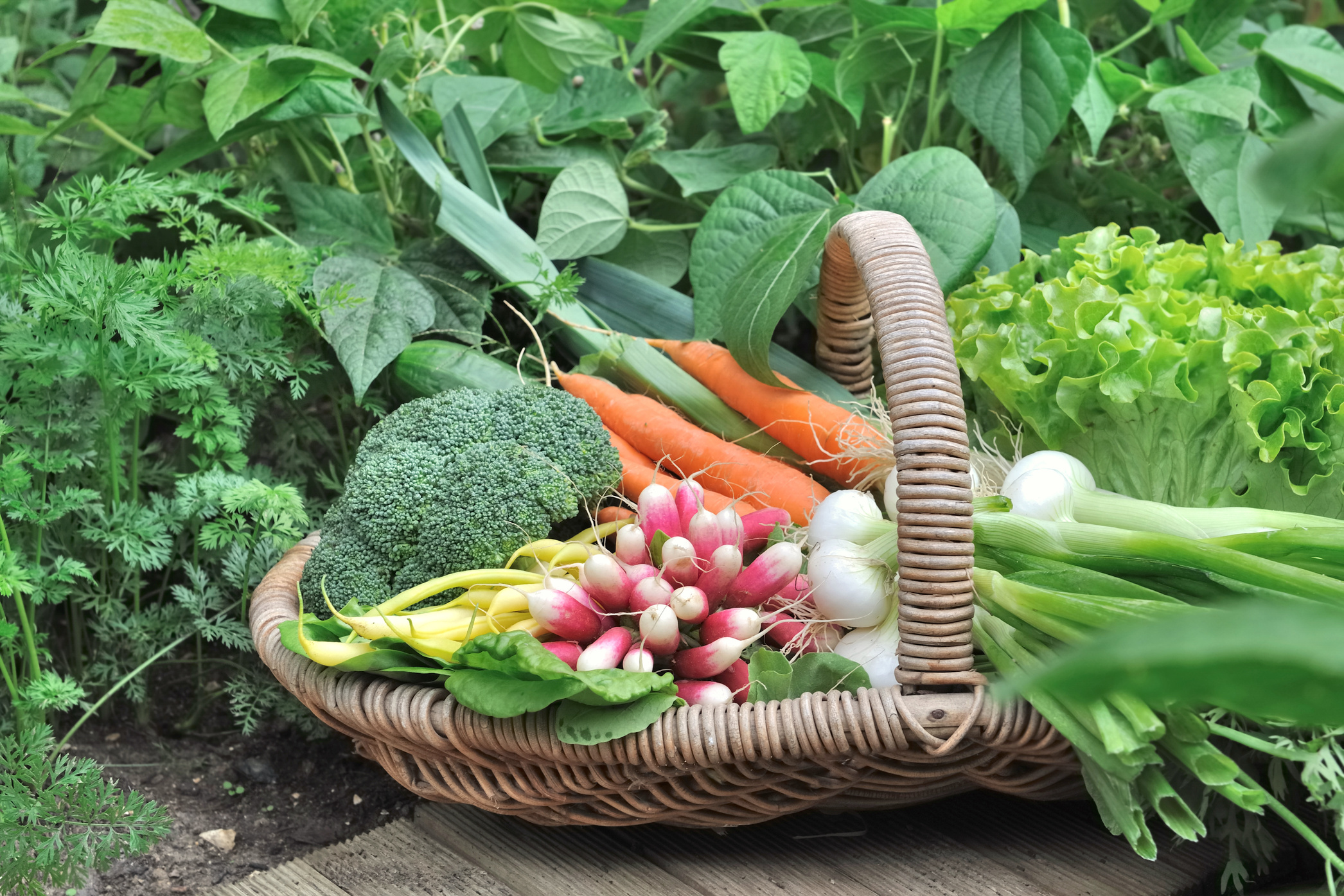 garden vegetables