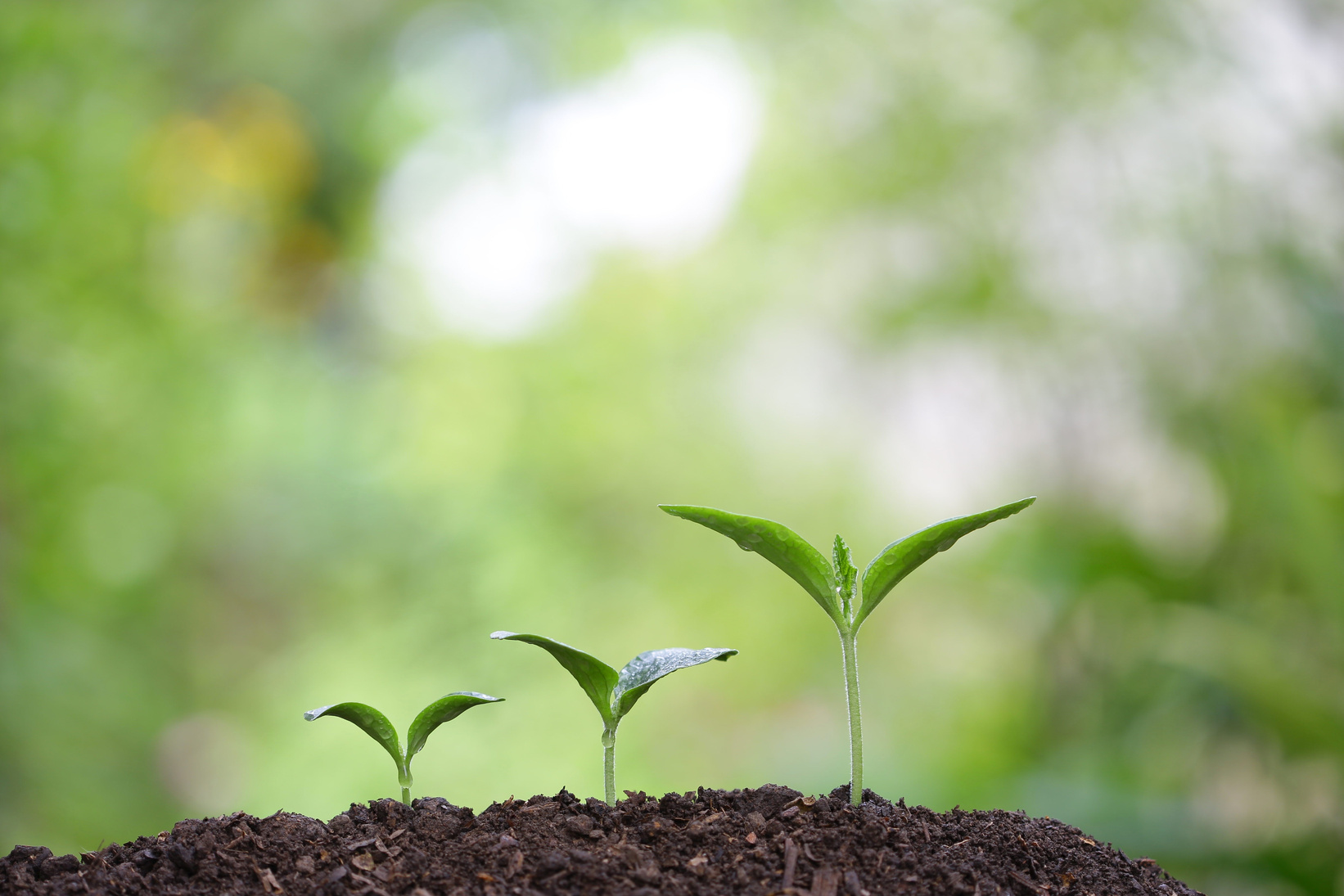 tree planting