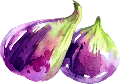 Watercolor  violet fresh fig illustration