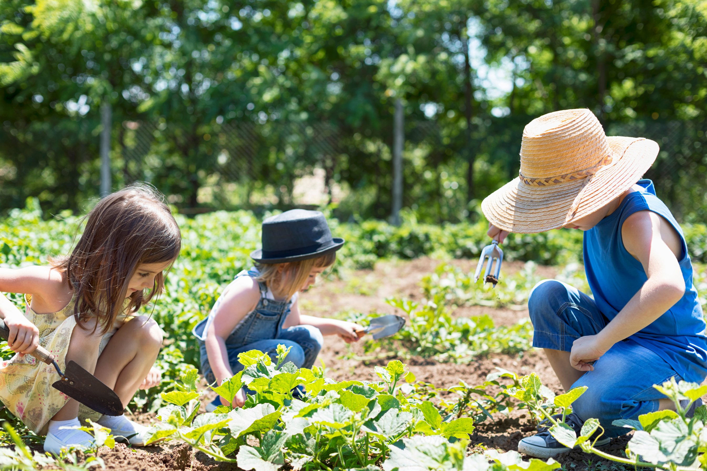 Children in vegetable organic garden