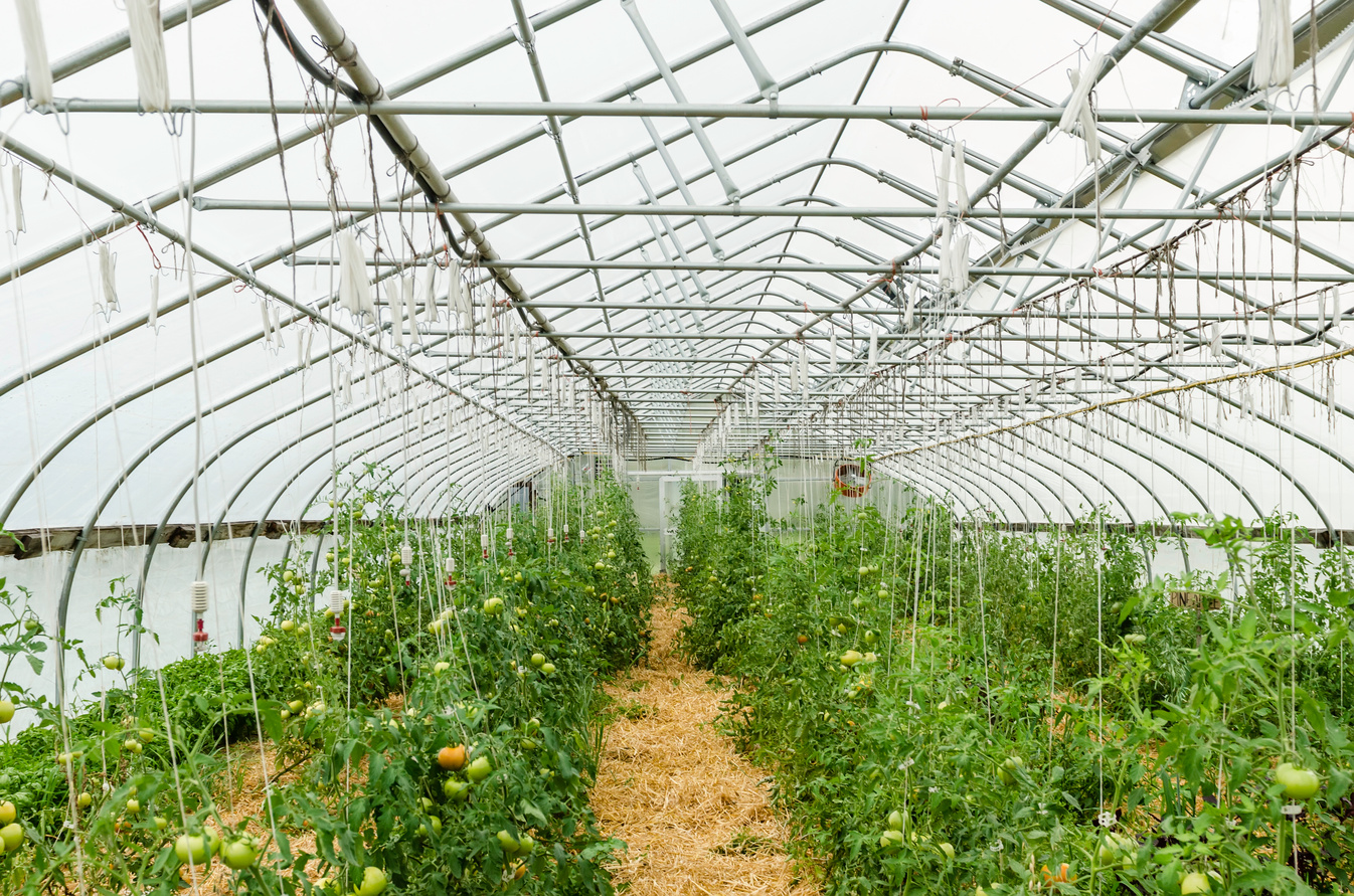 Greenhouse tomatoes